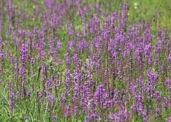 Gewöhnliche Blutweiderich (Lythrum salicaria) - © Emanuel Trummer